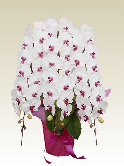 3本立胡蝶蘭ギフト（プレミアム・リップ色）