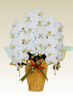 3本立胡蝶蘭ギフト（レギュラー・白色）
