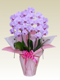 3本立胡蝶蘭ギフト（レギュラ－・ピンク色）