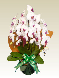 3本立胡蝶蘭ギフト（お手頃・リップ色）