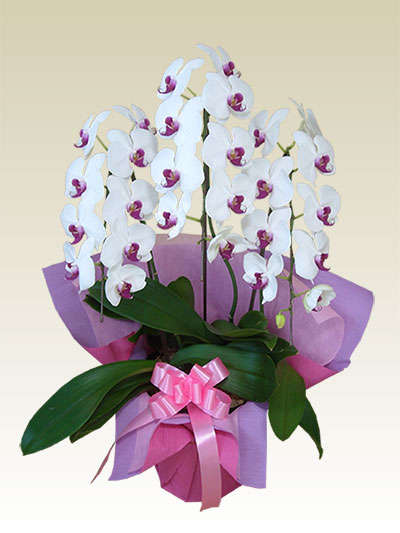 ３本立胡蝶蘭ギフト（レギュラー・リップ色）