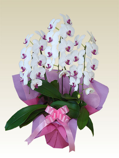 【子株3つ付き・大株】胡蝶蘭 原種 フィリピネンシス 希少なイエローリップ 子株3つ付き・大株】胡蝶蘭 原種 フィリピネンシス 希少な