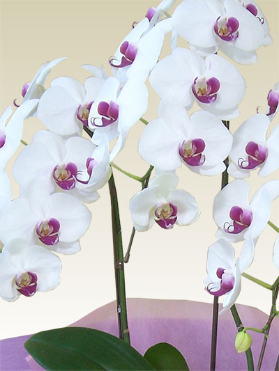 胡蝶蘭レギュラーリップ色3本立/胡蝶蘭の販売、通販、お祝い