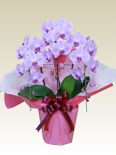 ３本立胡蝶蘭ギフト（お買い得・ピンク色）