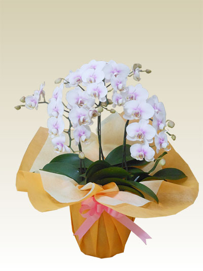 ミディ ３本立胡蝶蘭ギフト（桜ピンク色）