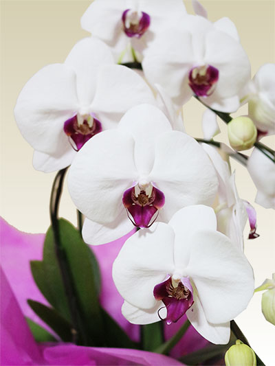 胡蝶蘭ミディ3本立リップ色/胡蝶蘭の販売、通販、お祝い、贈答