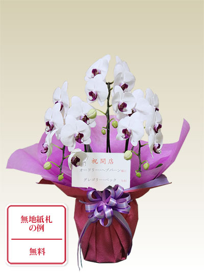 ♡muguet♡無言OK商品！お買い得品！！華やかな色合いの胡蝶蘭3本立ち 胡蝶蘭ミディ3本立リップ色/胡蝶蘭の販売、通販、お祝い、贈答