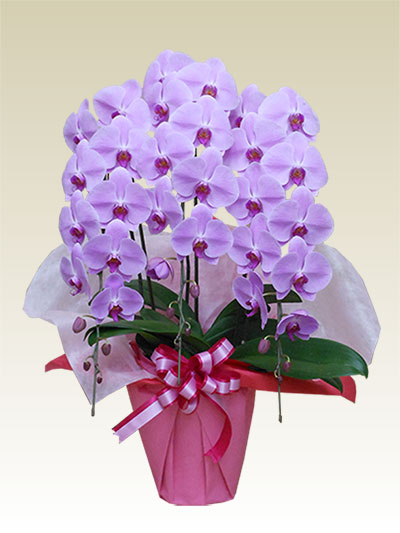 3本立胡蝶蘭ギフト（スタンダード・ピンク色）