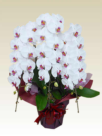 3本立胡蝶蘭ギフト（スタンダード・リップ色）