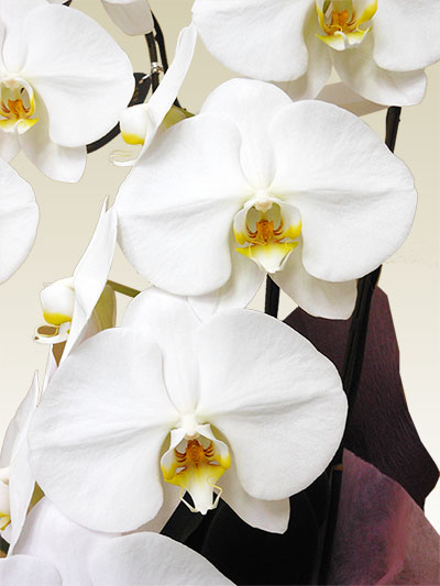 胡蝶蘭デラックス白色3本立/胡蝶蘭の販売、通販、お祝い、贈答