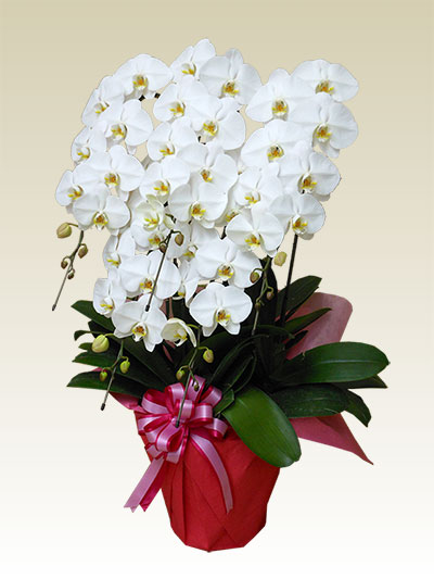 胡蝶蘭プレミアム白色5本立/胡蝶蘭の販売、通販、お祝い、贈答