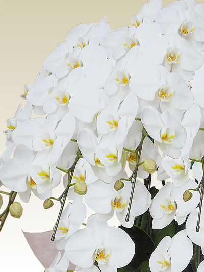 白胡蝶蘭の花 白色の胡蝶蘭 | 胡蝶蘭の通販なら幸福の胡蝶蘭屋さん