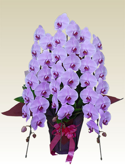 3本立胡蝶蘭ギフト（プレミアム・ピンク色）