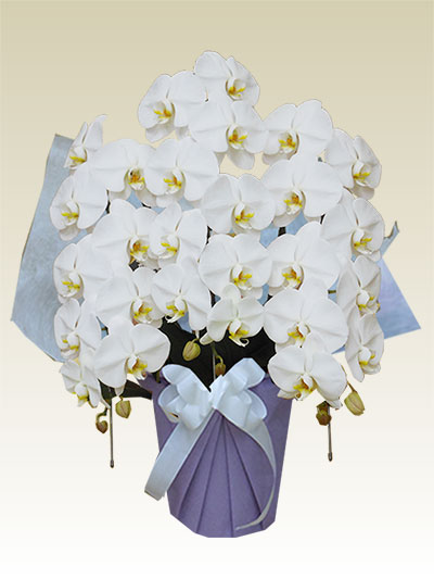 ３本立胡蝶蘭ギフト（レギュラー・白色）