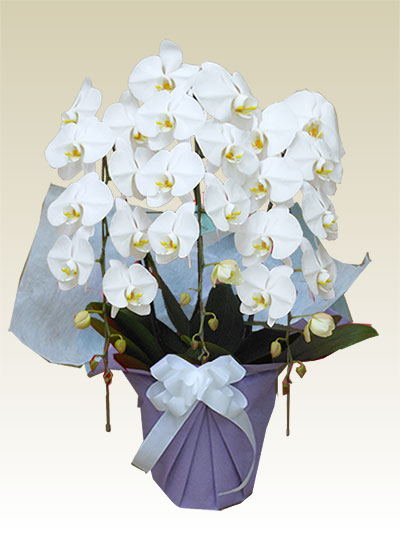 ３本立胡蝶蘭ギフト（お手頃・白色）