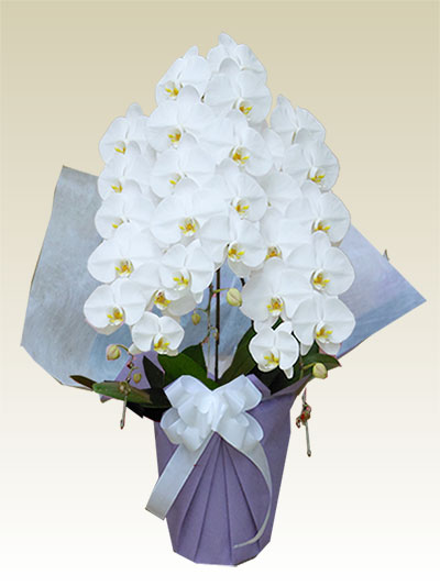 ３本立胡蝶蘭ギフト（スタンダード・白色）