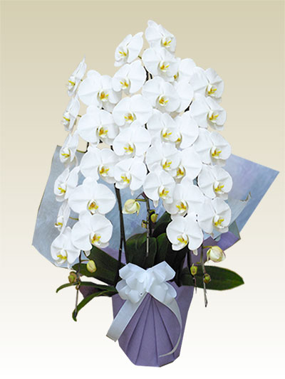 ３本立胡蝶蘭ギフト（デラックスー・白色）