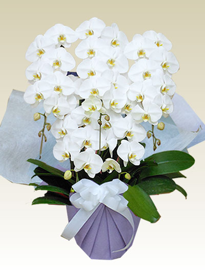 5本立胡蝶蘭ギフト（プレミアム・白色）