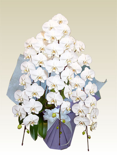 ３本立胡蝶蘭ギフト（プレミアム・白色）