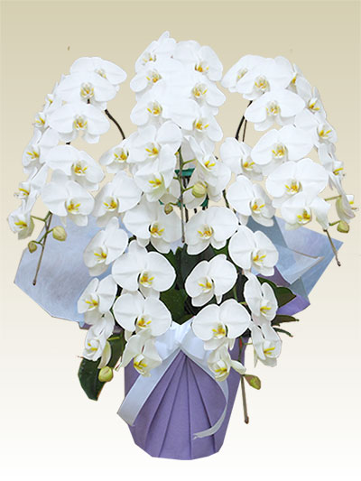 5本立胡蝶蘭ギフト（ スペシャル・白色）