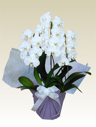 　>　３本立胡蝶蘭ギフト（リーズナブル・白色）