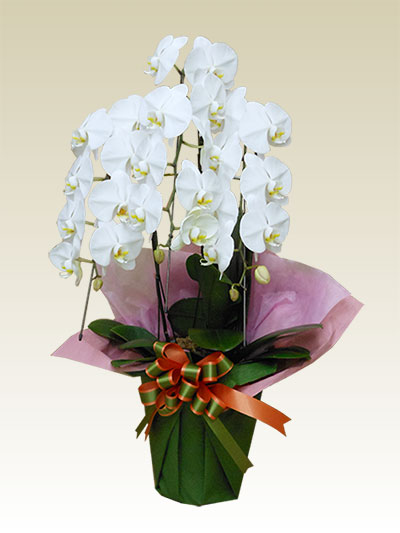 胡蝶蘭お買い得白色3本立/胡蝶蘭の販売、通販、お祝い、贈答