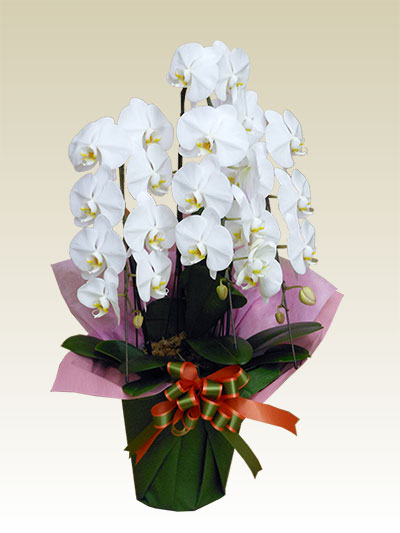 ♡muguet♡無言OK商品！お買い得品！！華やかな色合いの胡蝶蘭3本立ち ♡muguet♡無言OK様専用商品！お買い得品！！華やかな色合いの胡蝶蘭