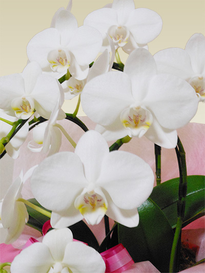 phal 胡蝶蘭　ミディーホワイト　3F 商品詳細 胡蝶蘭【グリーンショップ フェニックス】胡蝶蘭