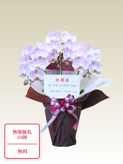 胡蝶蘭ミディ3本立うすいピンク色/胡蝶蘭の販売、通販、お祝い