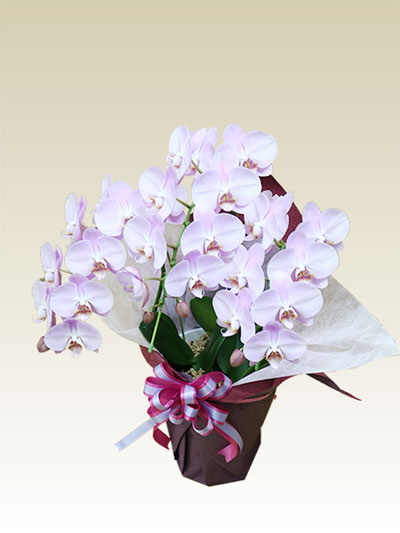 胡蝶蘭ミディ3本立うすいピンク色/胡蝶蘭の販売、通販、お祝い、贈答