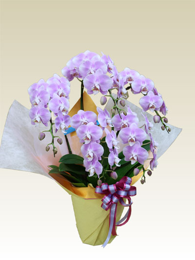 胡蝶蘭ミディ5本立うすいピンク色/胡蝶蘭の販売、通販、お祝い