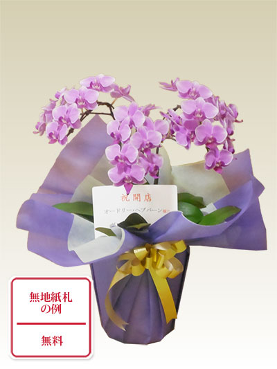 【予約販売】本 胡蝶蘭ミディ3本立濃いピンク色/胡蝶蘭の販売、通販、お祝い コレクション
