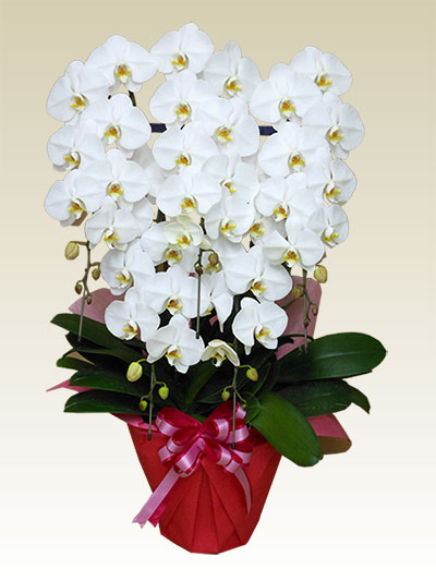 5本立胡蝶蘭ギフト（プレミアム・白色）