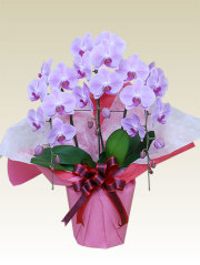 3本立胡蝶蘭ギフト（お買い得・ピンク色）