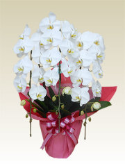 胡蝶蘭を竣工落成落慶祝い新社屋工場完成新設のお祝いに 胡蝶蘭の販売 通販 お祝い 贈答 ギフトのオアシス