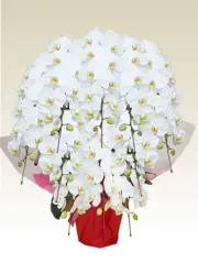 10本立胡蝶蘭ギフト（プラチナ・白色）1