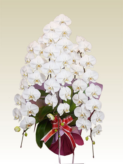 3本立胡蝶蘭ギフト（プレミアム・白色）