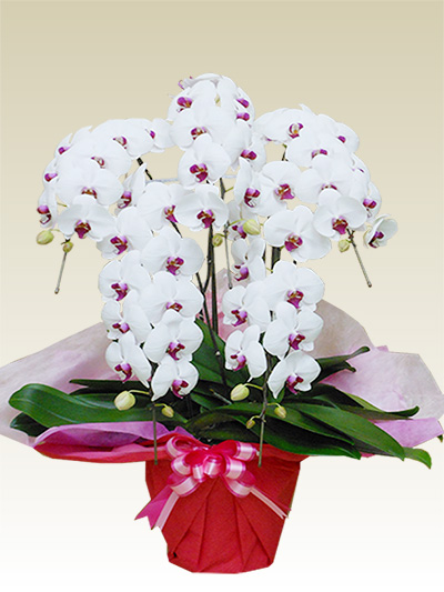 5本立胡蝶蘭ギフト（スペシャル・リップ色）