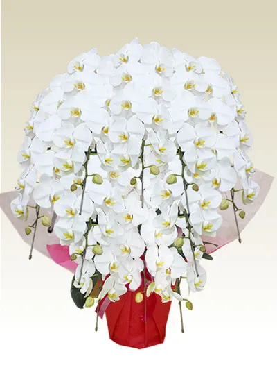 10本立胡蝶蘭ギフト（プラチナ・白色）1
