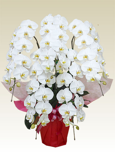 5本立胡蝶蘭ギフト（スペシャル・白色）