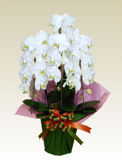 3本立胡蝶蘭ギフト（お買い得・白色）