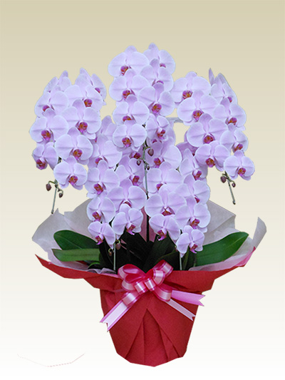 5本立胡蝶蘭ギフト（スペシャル・ピンク色）