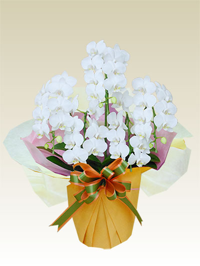 ミディ ５本立胡蝶蘭ギフト（白色）