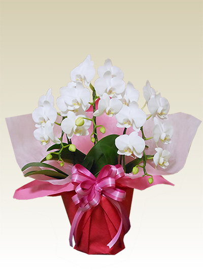 ミディ　３本立ち　胡蝶蘭ギフト　白色