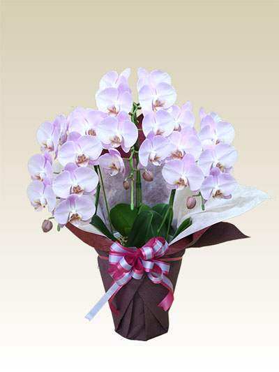ミディ ３本立胡蝶蘭ギフト（うすいピンク色）１
