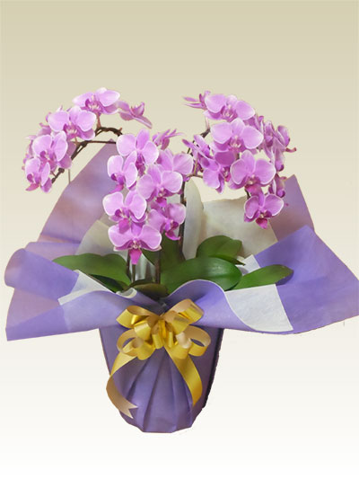 ミディ ３本立胡蝶蘭ギフト（濃いピンク色）