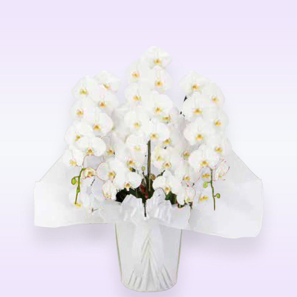 【御供え用】胡蝶蘭 ５本立 スタンダード