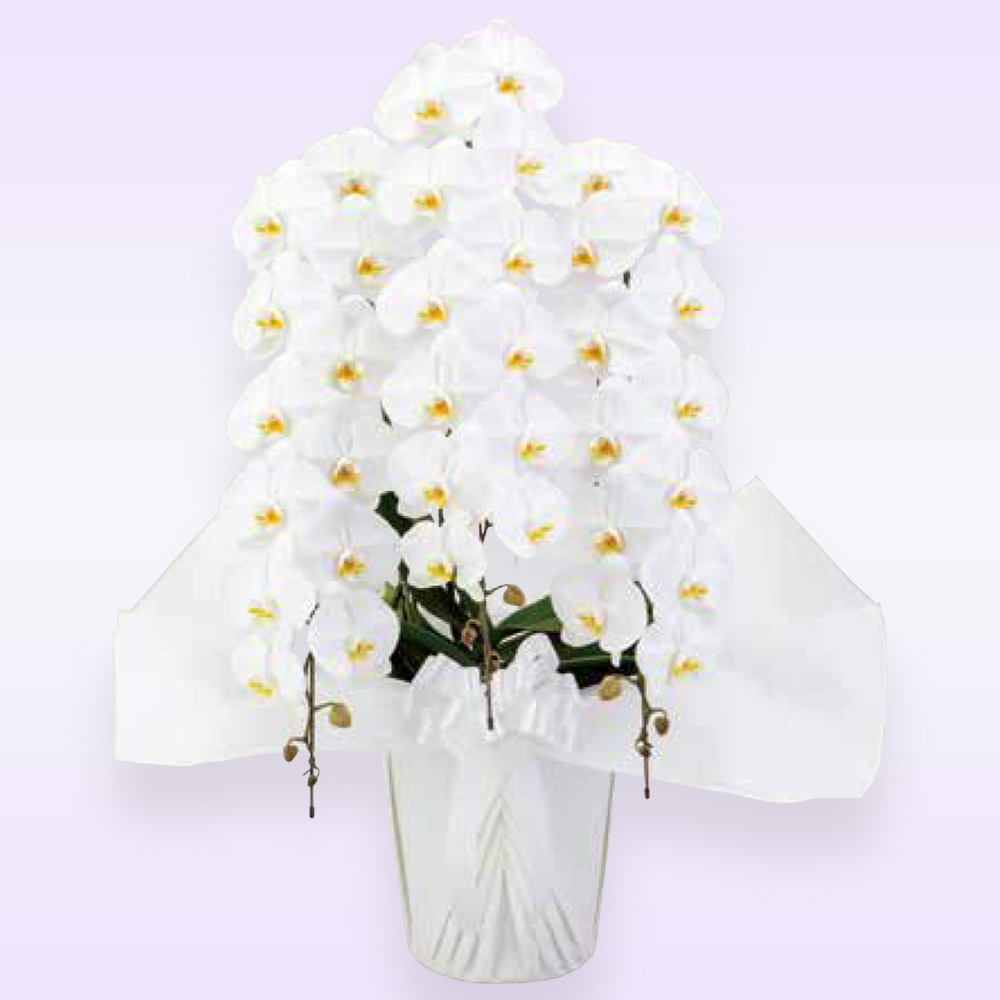 【御供え用】胡蝶蘭３本立　ハイグレード