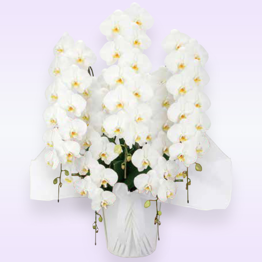 【御供え用】胡蝶蘭 ５本立 ハイグレード