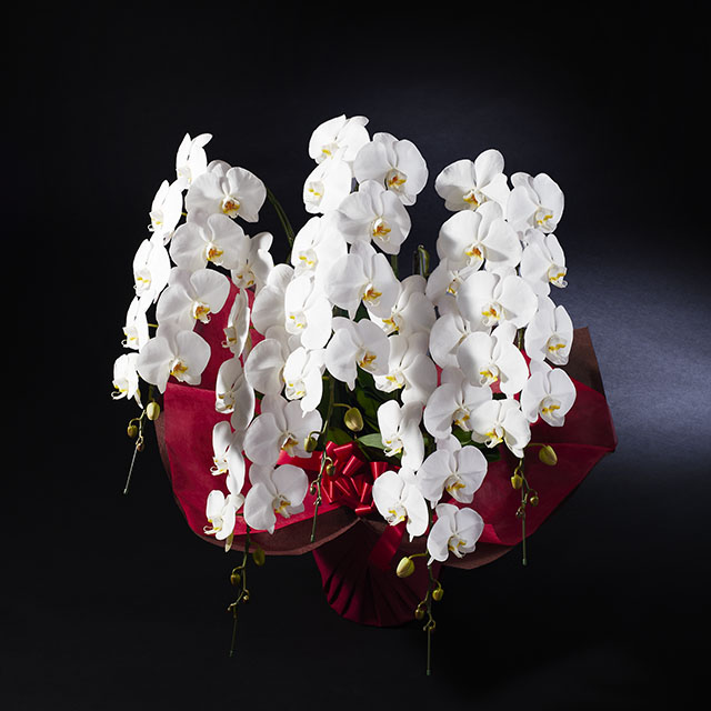 胡蝶蘭 5本立 ホワイト 3Ｌ5F ミドル